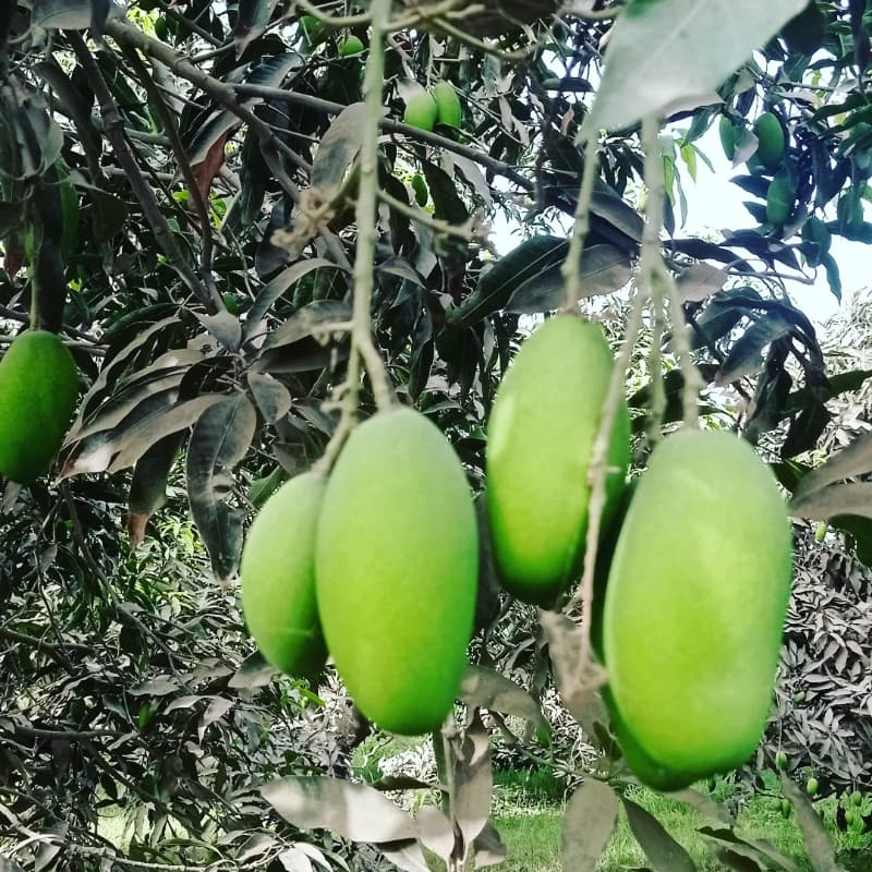 Duseri
