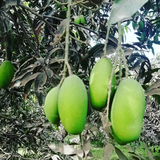 Duseri