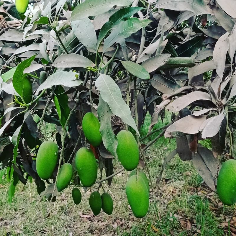 Duseri